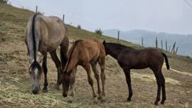 DPA Caballos. Centro Ecuestre, Entrenamiento y Yeguada