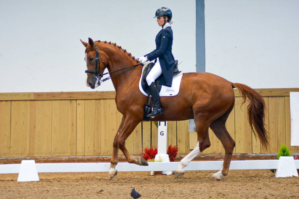 DPA Caballos. Centro Ecuestre, Entrenamiento y Yeguada