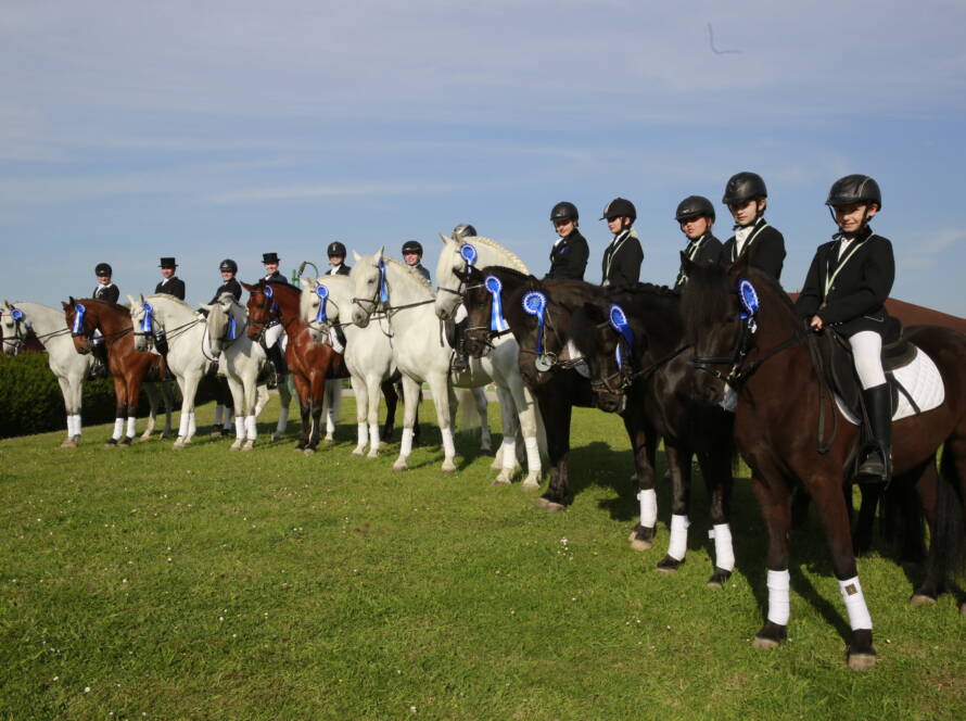 DPA Caballos. Centro Ecuestre, Entrenamiento y Yeguada