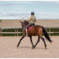 Cómo elegir un caballo deportivo: factores que debes tener en cuenta