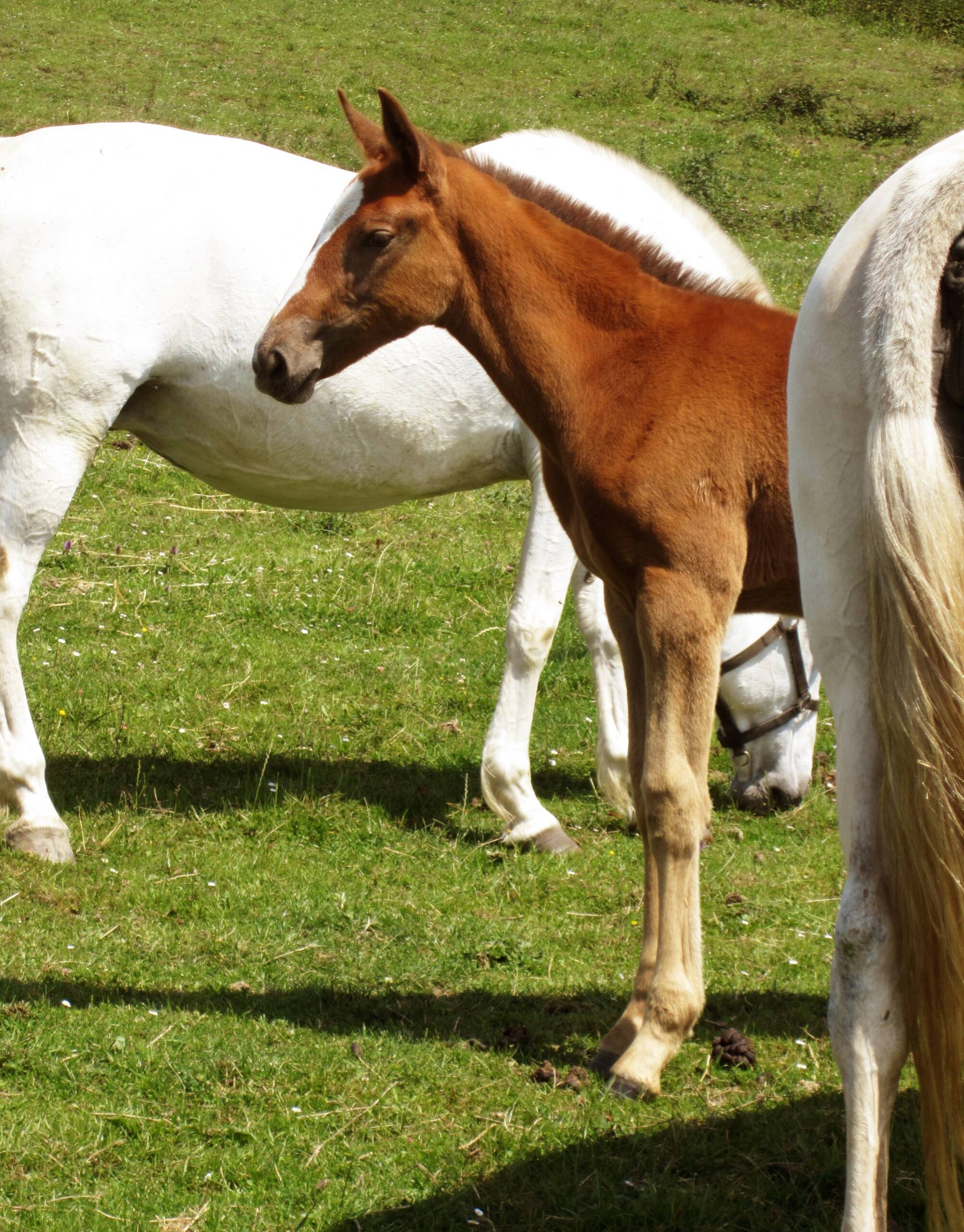 DPA Caballos. Centro Ecuestre, Entrenamiento y Yeguada