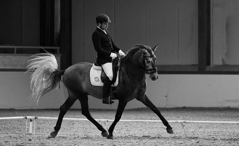DPA Caballos. Centro Ecuestre, Entrenamiento y Yeguada