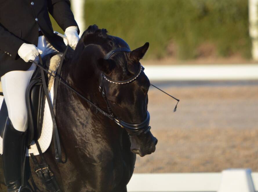DPA Caballos. Centro Ecuestre, Entrenamiento y Yeguada