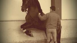 DPA Caballos. Centro Ecuestre, Entrenamiento y Yeguada