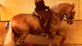DPA Caballos. Centro Ecuestre, Entrenamiento y Yeguada