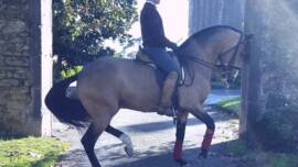 DPA Caballos. Centro Ecuestre, Entrenamiento y Yeguada