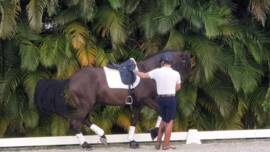 DPA Caballos. Centro Ecuestre, Entrenamiento y Yeguada