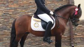 DPA Caballos. Centro Ecuestre, Entrenamiento y Yeguada