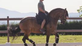 DPA Caballos. Centro Ecuestre, Entrenamiento y Yeguada