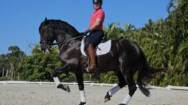 DPA Caballos. Centro Ecuestre, Entrenamiento y Yeguada