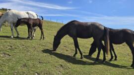 DPA Caballos. Centro Ecuestre, Entrenamiento y Yeguada.
