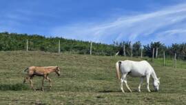 DPA Caballos. Centro Ecuestre, Entrenamiento y Yeguada.