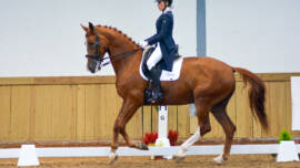 DPA Caballos. Centro Ecuestre, Entrenamiento y Yeguada
