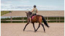 DPA Caballos. Centro Ecuestre, Entrenamiento y Yeguada