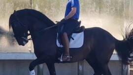 DPA Caballos. Centro Ecuestre, Entrenamiento y Yeguada