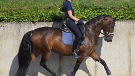 DPA Caballos. Centro Ecuestre, Entrenamiento y Yeguada