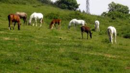 DPA Caballos. Centro Ecuestre, Entrenamiento y Yeguada.