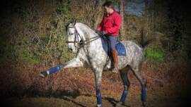 DPA Caballos. Centro Ecuestre, Entrenamiento y Yeguada