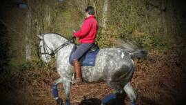 DPA Caballos. Centro Ecuestre, Entrenamiento y Yeguada