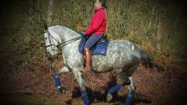 DPA Caballos. Centro Ecuestre, Entrenamiento y Yeguada