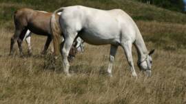 DPA Caballos. Centro Ecuestre, Entrenamiento y Yeguada.