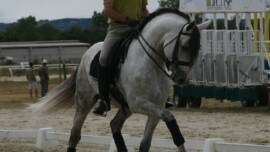 DPA Caballos. Centro Ecuestre, Entrenamiento y Yeguada