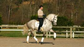 DPA Caballos. Centro Ecuestre, Entrenamiento y Yeguada