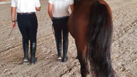 DPA Caballos. Centro Ecuestre, Entrenamiento y Yeguada